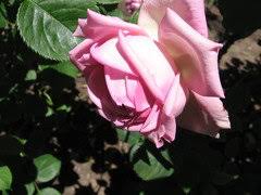 Check spelling or type a new query. Help With Identifying This Fragrant Pink Rose Please