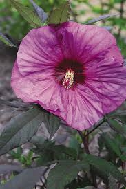 Image result for Hibiscus physaloides