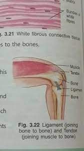 Check spelling or type a new query. Ix Tendon Ligament Ix X Bio Class