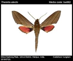 Image result for Alectra dunensis