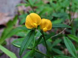Image result for Stylosanthes fruticosa