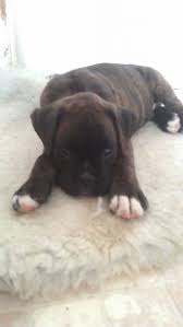 We have a new litter of black boxer puppies for sale. Black Female Boxer Dog