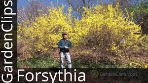 Forsythia How To Grow Forsythia How Not To Prune Forsythia Youtube