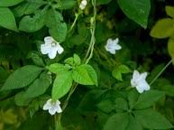 Image result for Ipomoea magnusiana