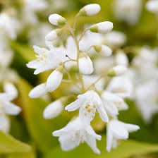 #1 best sellerin new england region gardening. Top Flowering Shrubs For The Northeast Better Homes Gardens