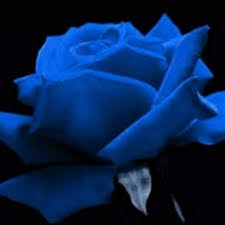 Check spelling or type a new query. Benih Mawar Biru Blue Rose Import Shopee Indonesia
