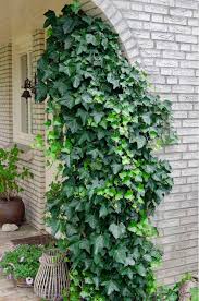 Image result for Hedera