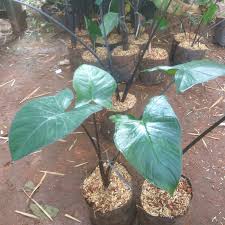 Jual Tanaman Hias Keladi Hitam Tanaman Lompong Hitam Kab Bogor Greentamanlandscape Tokopedia