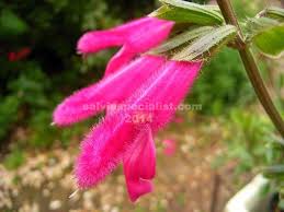 Image result for Satyrium buchananii