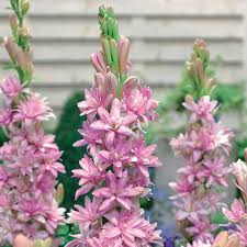 Image result for Polianthes tuberosa