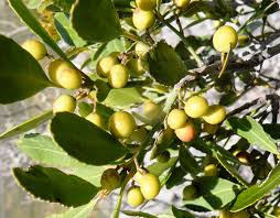 Image result for Hippocratea parvifolia