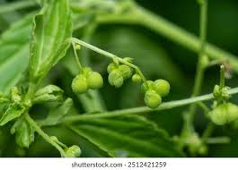 Image result for Micrococca