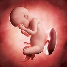 Semana 30 De Embarazo Como Crece Tu Futuro Bebe