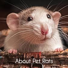 When did dumbo rats come to the uk? Choosing Pet Rats About Pet Rats