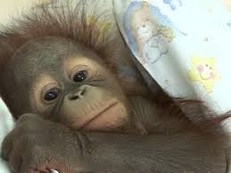 Dear all, good day & warm greeting from bukit merah orang utan island foundation. Orang Utan Baby Tierstation Malaysia Rm Video 178 037 582 In Sd Framepool Stock Footage
