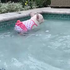 She Thinks She Is Swimming Video Cute Funny Animals Cute Baby Animals Cute Animals