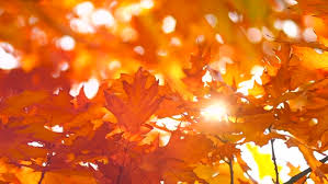 We did not find results for: Autumn Leaves Nature Background Leaf Stock Footage Video 100 Royalty Free 1016363818 Shutterstock