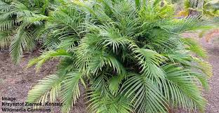 Check spelling or type a new query. Cat Palm Chamaedorea Cataractarum Care And Growing Guide