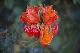 Check out our tulip poplar selection for the very best in unique or custom, handmade pieces from our craft supplies & tools shops. Tulip Tree Facts Gardenerdy