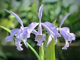 Image result for Pycnostachys coerulea