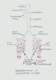 The Human Lungs The Respiratory System Respiratory Therapy Student Respiratory System Anatomy Respiratory System