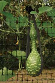 Maybe you would like to learn more about one of these? Taming Sprawling Veggies Finegardening