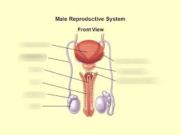 We did not find results for: Male Reproductive System Diagram Quizlet