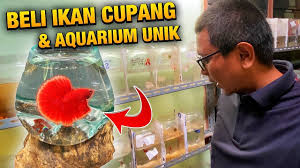 Aquarium unik dengan bentuk mini ini menggunakan tenaga cuma dengan colok usb. Aquarium Ikan Cupang Dari Botol Bekasçš„youtubeè§†é¢'æ•ˆæžœåˆ†æžæŠ¥å'Š Noxinfluencer