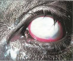Image result for eyeball enucleation cattle