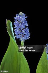 Image result for Pontederiaceae