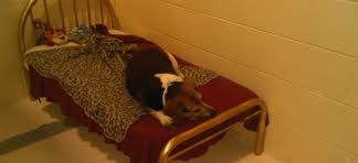 Maybe you would like to learn more about one of these? Pet Boarding Grooming Daycare Services Pet Palace Resort