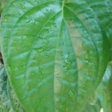 Khasiat daun sirih merah juga tak kalah hebat dari daun sirih hijau yang biasa. Daun Sirih Segar Temu Urat Jumbo Shopee Indonesia