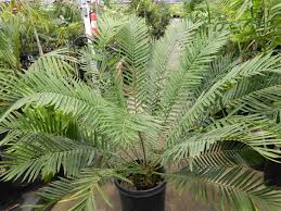 Image result for Encephalartos senticosus