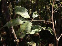 Image result for Handroanthus sp. near impetiginosus