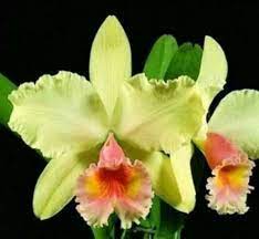 Pin By Catherine Seiler On Orchids Cattleya Orchid Beautiful Orchids Orchids