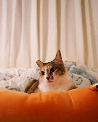 instagram 上的dori 水汪汪系列 壞 photography photooftheday sonya7iii catsofinstagram catlovers cat cats catstagram furkids pet petsofinstag in 2020 cats animals