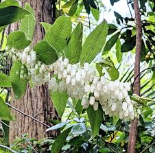 Image result for Agarista