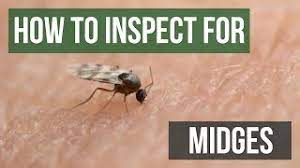 They are however unusually smaller, red getting rid of the midges. Midge Control How To Get Rid Of Midges Solutions Pest Lawn