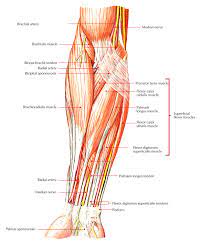 12 (4 superficial + 3 mobile wad + 5 deep). Forearm Muscle Anatomy Anatomy Drawing Diagram