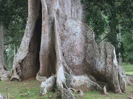 Image result for Canarium