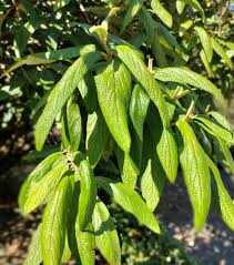 Image result for Rhabdophyllum