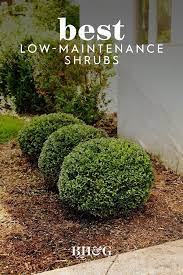 Shop for grown bushes and shrubs online and ship it directly to your door from the nursery 19 Of The Best Low Maintenance Shrubs For Creating Easy Care Hedges In 2021 Wisconsin Landscaping Ideas Outdoor Landscaping Front Garden Landscape