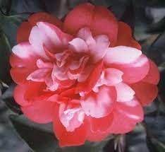 Camellia Japonica Governor Mouton Japonica Flower Garden Flowers