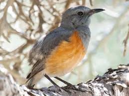 Image result for Subularia monticola