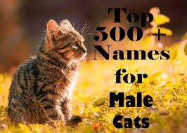 Badass cat names for your ferocious feline. Top 500 Names For Male Cats Names For Male Cats Boy Cat Names Kitten Names Boy