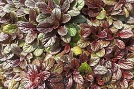 Image result for Ajuga