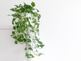 American plant exchange english ivy variegated easy care trailing vine live plant, 6 pot, indoor/outdoor air purifier. Pothos Plant Tips For Easy Pothos Care