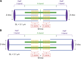 Computer zone internet can offer you a variety of antivirus solutions. Skeletal Muscle Sarcomere A And B Sarcomere Lengths Sl Measured Download Scientific Diagram