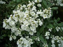 Image result for Arabis alpina
