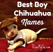 Our content is doctor approved and evidence based, and our community is moderated, lively, and welcoming. Best Boy Chihuahua Names I Love My Chi